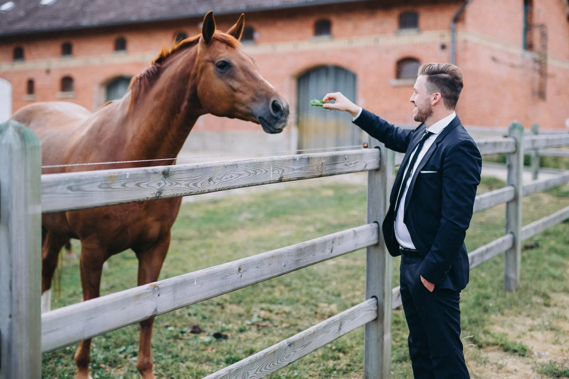 Bräutigam streichelt ein Pferd am Koppelzaun